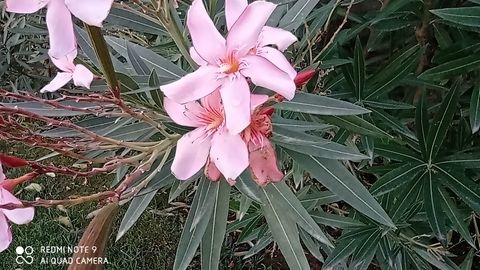 foto con Redmi Note 9